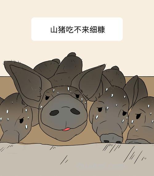 野猪喜欢酒糟吗?