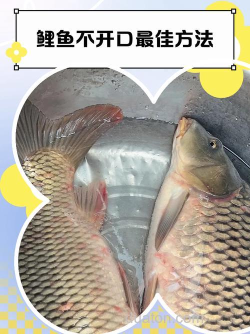 野钓鲤鱼不开口怎么办?