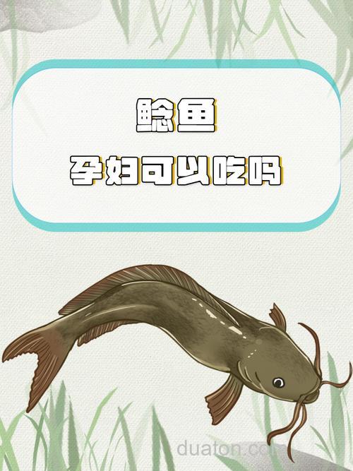 鲶鱼吃玉米秸秆吗?