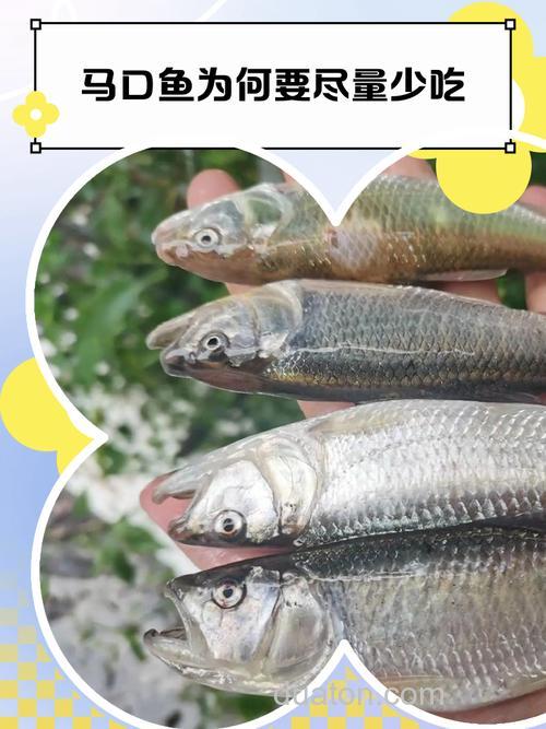 一文了解马口鱼:不是海鱼而是淡水精灵
