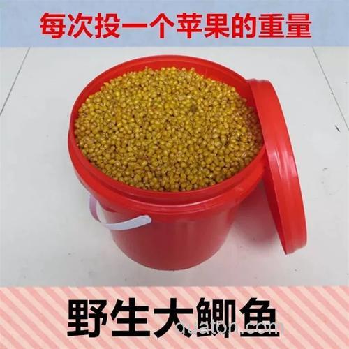 青鱼草鱼麦子做饵方法?