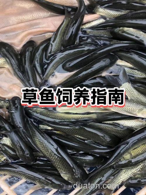 草鱼成群在水面转圈是病了吗