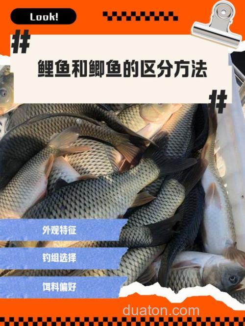 听说河虾是钓鲫鱼,鲤鱼的绝杀,有知道的吗