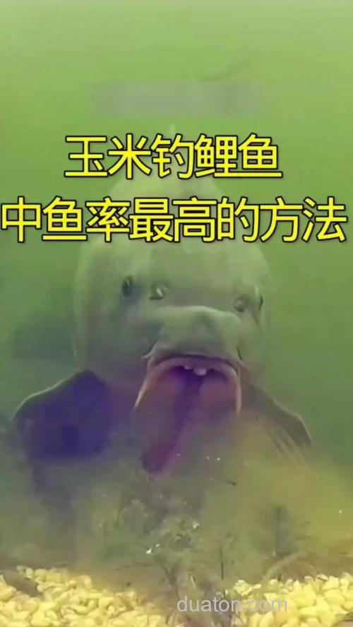冬天用玉米钓鲤鱼可以吗?