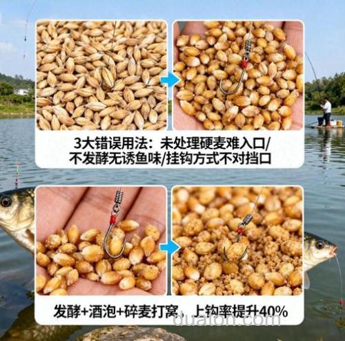 麦子钓鲫鱼怎样看?