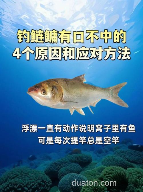 手竿钓鲢鳙:细分4个原因,避免有口不中鱼的提空竿