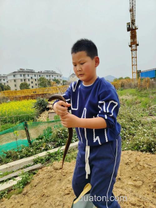 怎样诱捕野生黄鳝