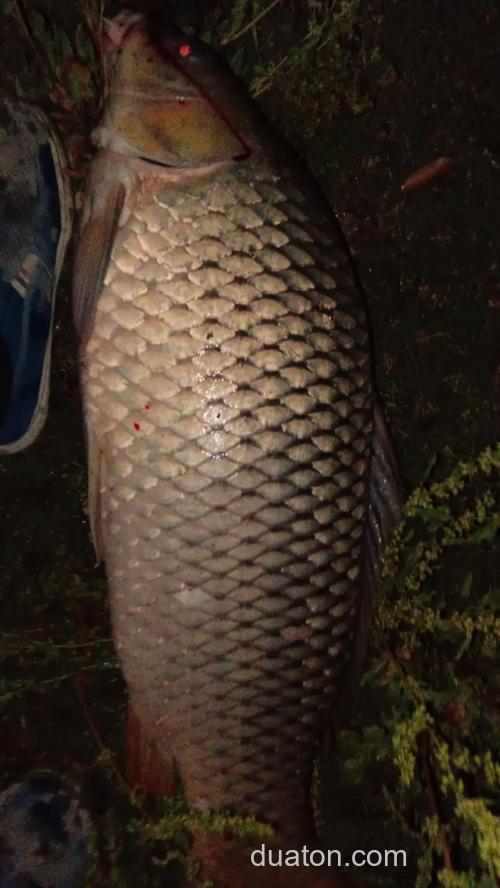 超深水钓大鲤鱼
