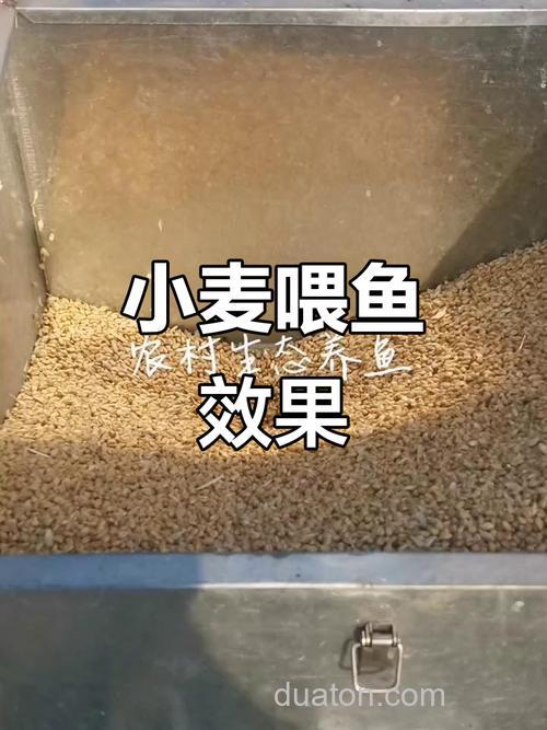 新鲜的小麦可以喂鱼吗？