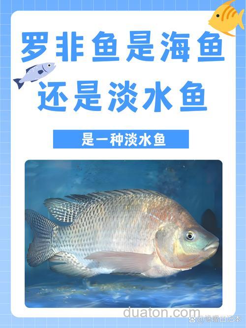 像罗非鱼的海鱼是什么鱼？