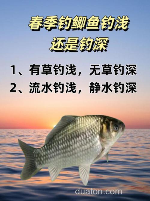 春天钓鲫鱼钓深还是浅,钓近还是远