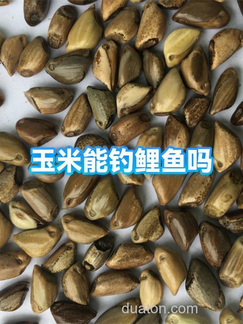 包谷发酵好了钓什么鱼效果好