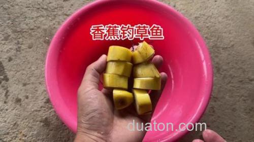 香蕉可以钓草鱼吗？