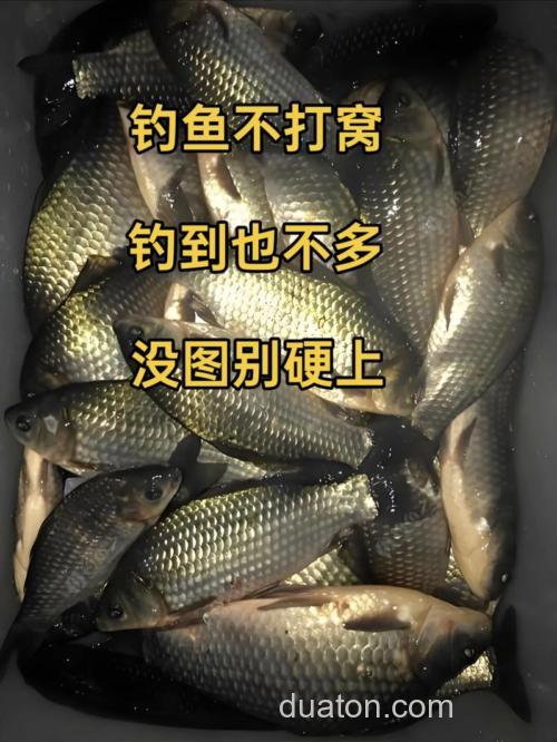 野钓用什么打窝 水深4米，钓鲤鱼