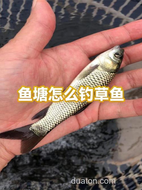 从不喂养的农村鱼塘怎么钓草鱼?