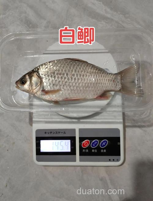 鲫鱼、白条、鳊鱼、翘嘴生活习性