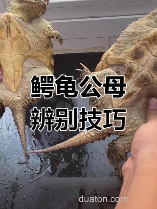 怎么区分大鳄龟和小鳄龟?