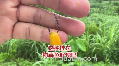抛竿如何挂玉米钓鱼?