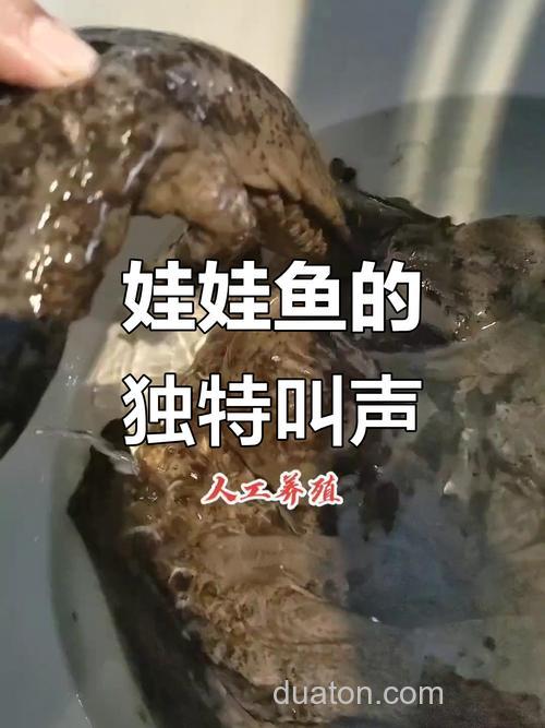 鱼有耳朵吗?鱼能听得见人说话吗?