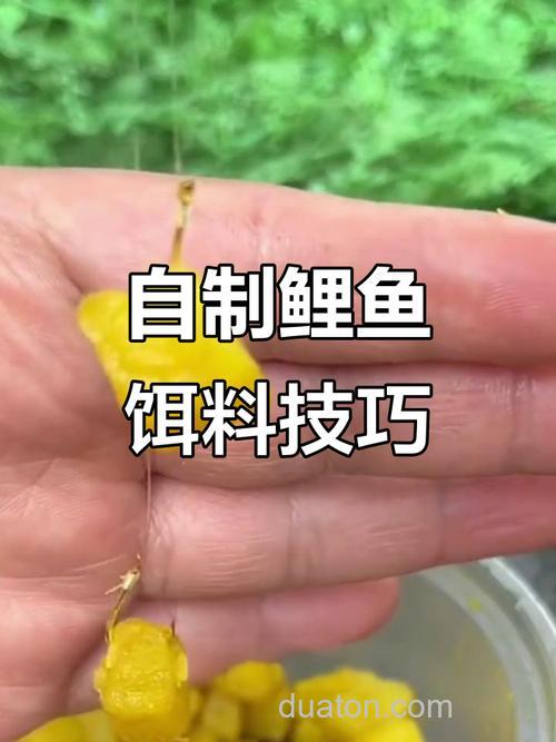 红薯与玉米哪个钓鲤鱼效果更好呢?