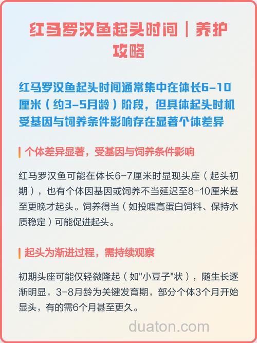 罗汉鱼怎么养才能让鱼起头