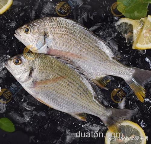 黄鲷是什么鱼？黄鲷鱼是海鱼还是淡水鱼？