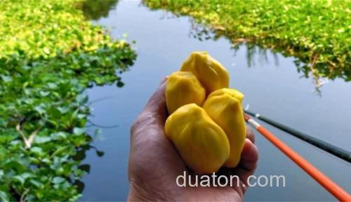 菠萝蜜能钓什么鱼?