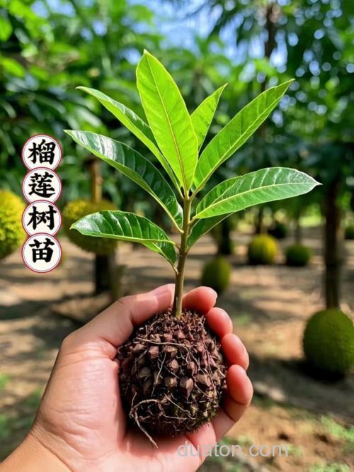 榴莲苗长了二十几公分要施肥吗?