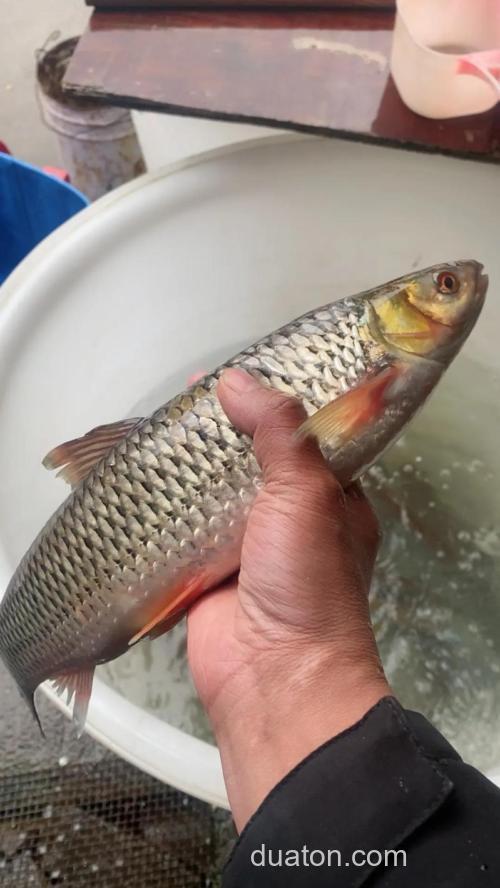 赤眼鳟是保护鱼类吗?