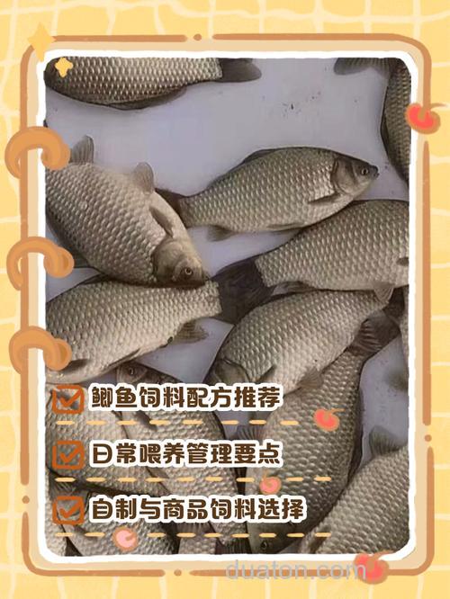 家养鲫鱼应该喂些什么?