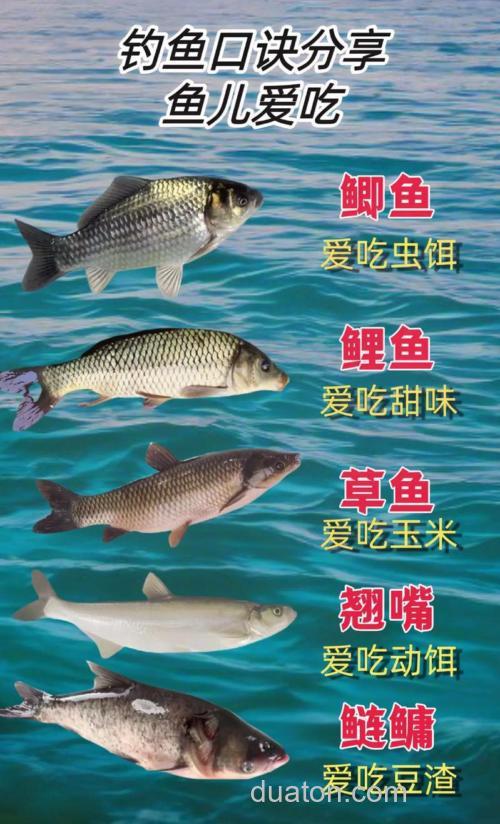 鲫鱼鲤鱼爱吃甜食吗