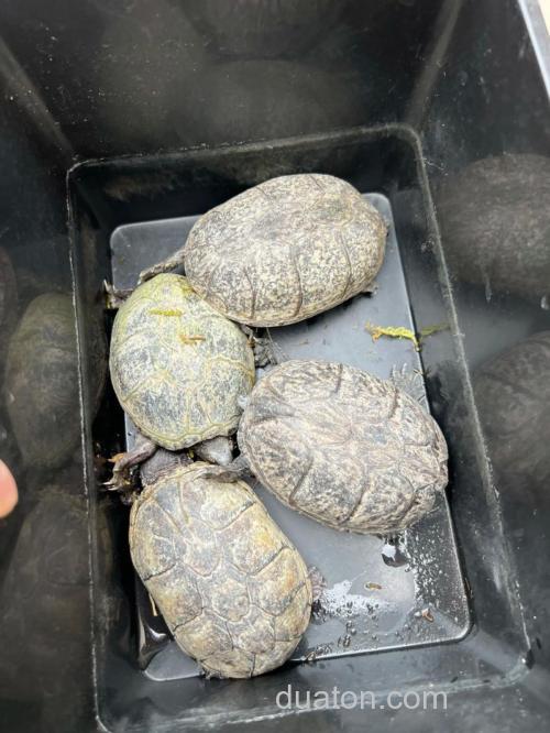 麝香龟几月繁殖?