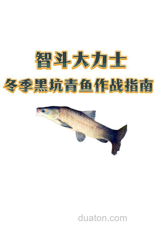青鱼的三个显著习性好垂钓