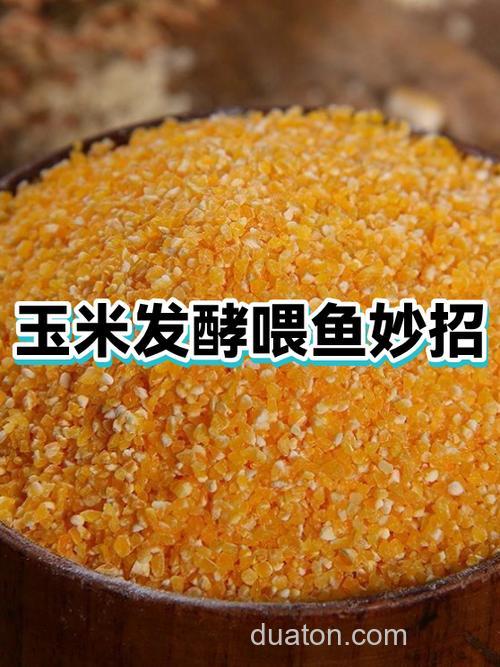 玉米喂鱼好还是小麦喂鱼好?
