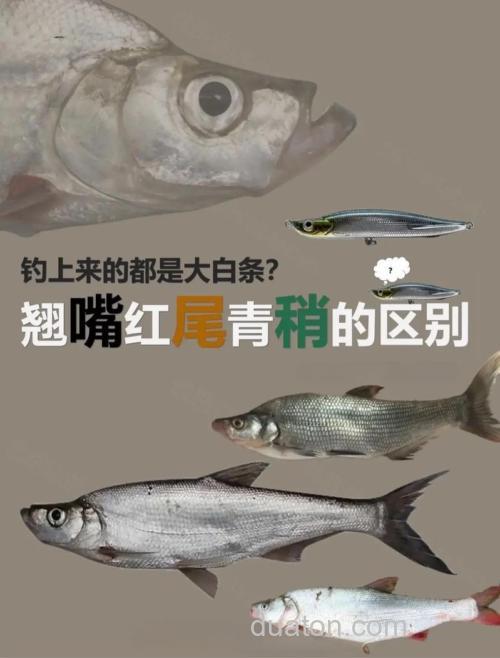 翘嘴和青梢哪个更好吃？