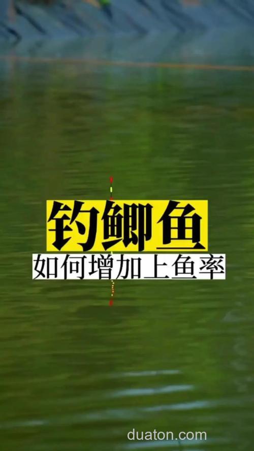 用小麦钓鲫鱼怎么提高中鱼率?