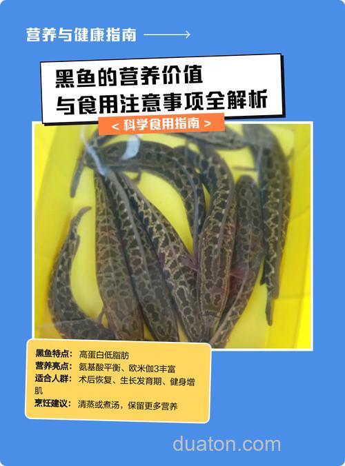 黑鱼为什么不建议吃?黑鱼的营养价值及功效与禁忌