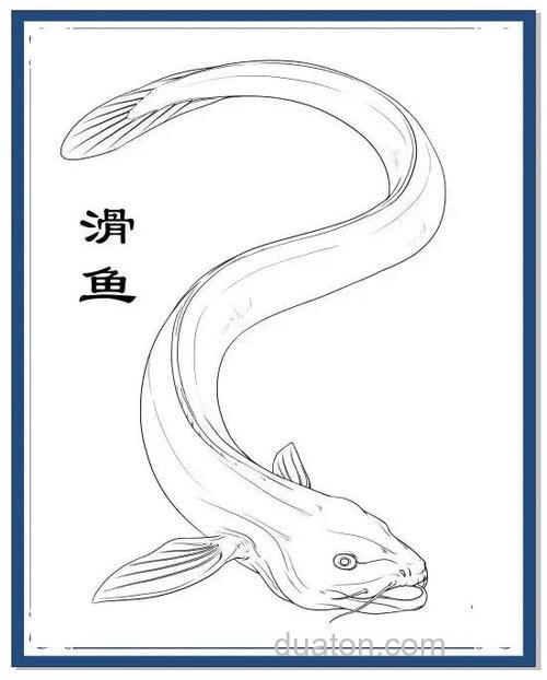 滑鱼是啥鱼?滑鱼是什么品种的鱼?
