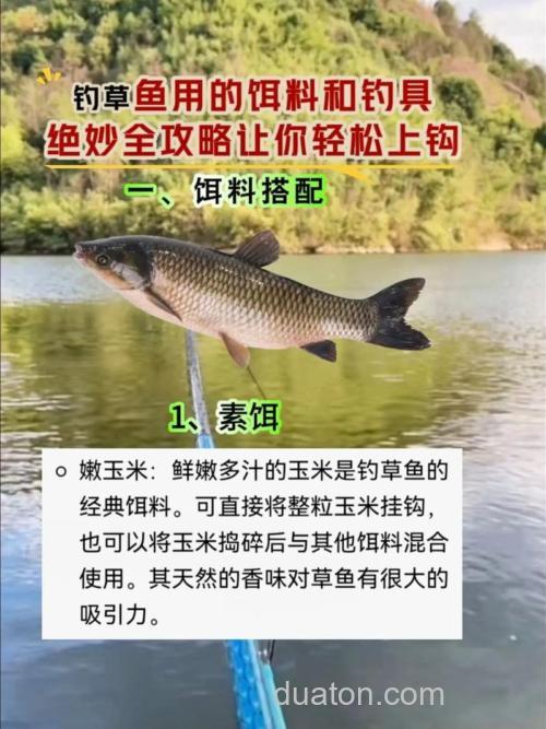 钓草鱼怎样使用饵料?