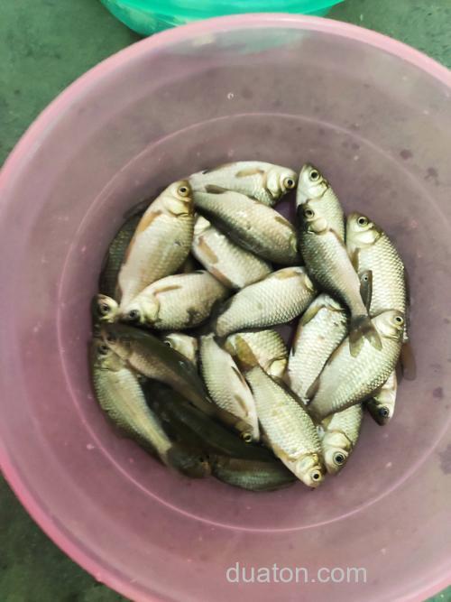 麝香小米适合钓什么鱼?