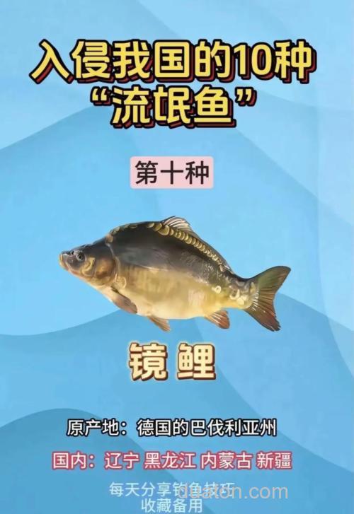 镜鲤是什么?一文读懂镜鲤鱼