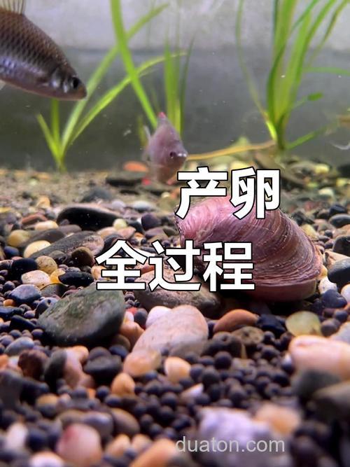 鳑鲏鱼几月份产卵?鳑鲏鱼最大能长多大?