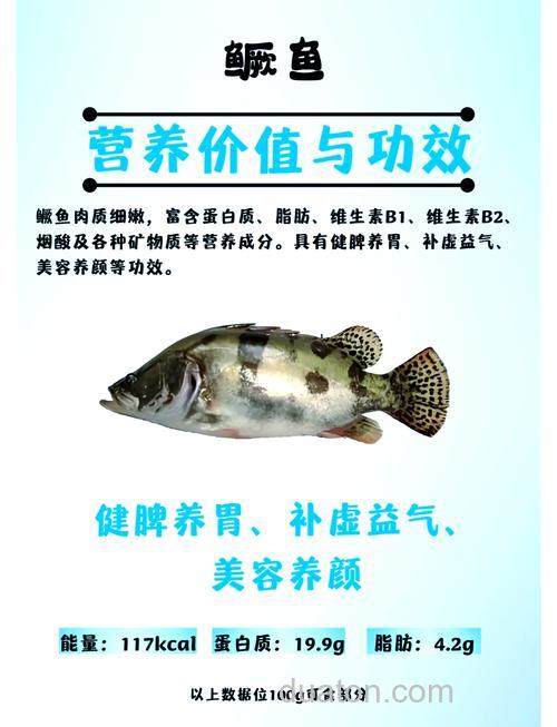 养桂鱼能喂肉吗?