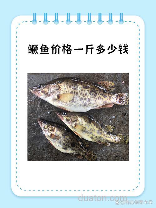 鳜鱼是什么鱼?鳜鱼多少钱一斤?