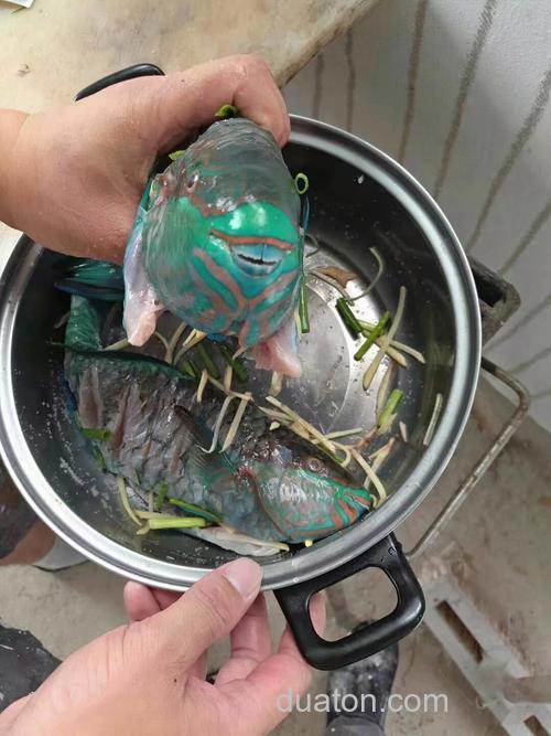 鲤鱼喜欢吃用榴莲泡的臭玉米吗?