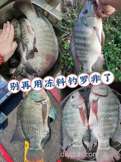 龙王恨罗非王钓罗非效果如何?
