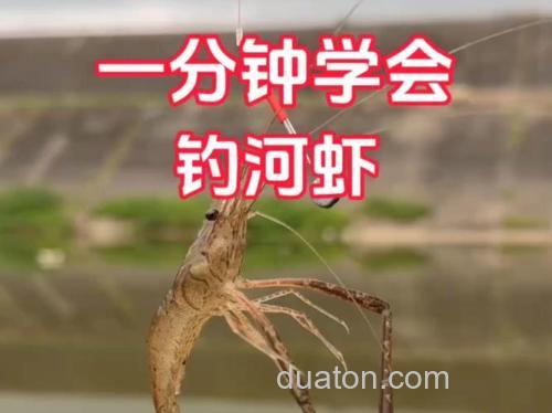 为什么钓鱼钓到虾要赶紧走? 钓鱼钓到虾的预兆