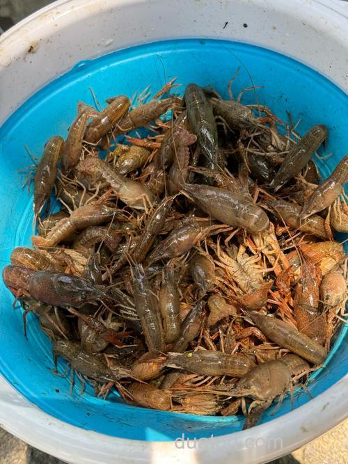 小龙虾肉钓鱼效果怎么样?