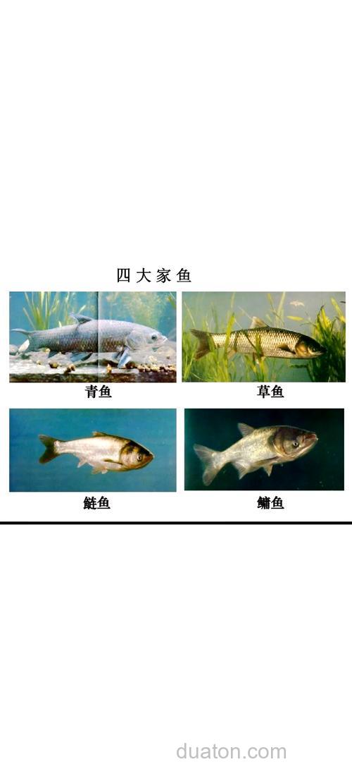 中国的四大家鱼是哪几种?