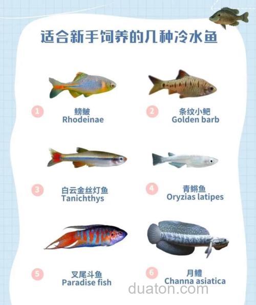 鳑鲏鱼是冷水鱼吗?鳑鲏鱼水温多少合适?